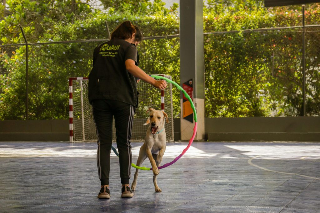 Advanced trick training for dogs - ACES Dog Training Advanced trick training for dogs - ACES Dog Training